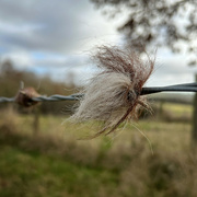 5th Feb 2022 - Woolly barbed wire 