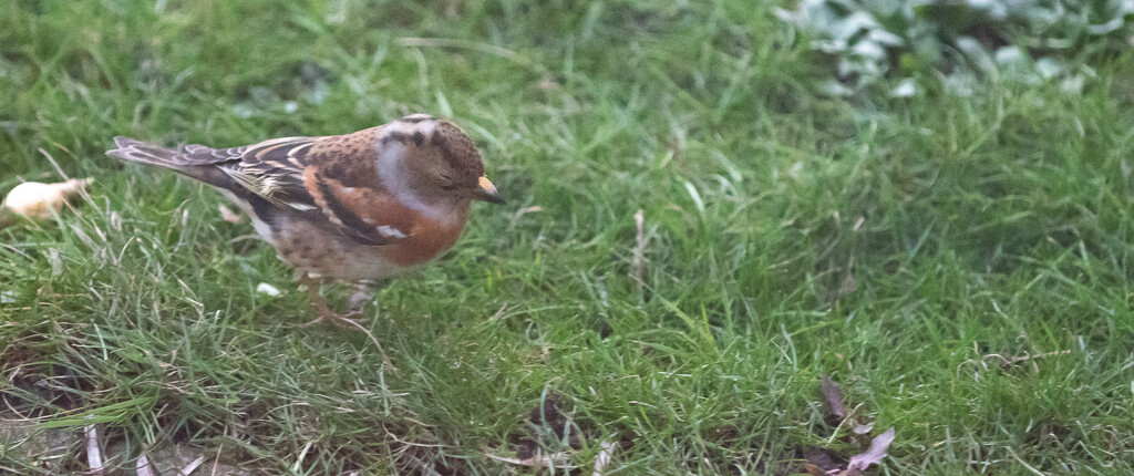Brambling by lifeat60degrees