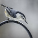 White-breasted Nuthatch by skipt07