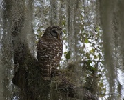 5th Feb 2022 - LHG_2307Barred Owl on snooze branch