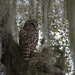 LHG_2307Barred Owl on snooze branch by rontu