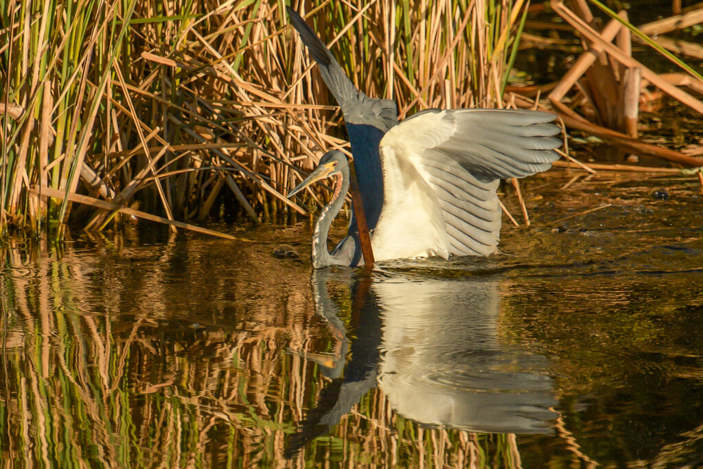 Tri-colored Heron by danette