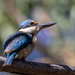 Kingfisher glory by flyrobin