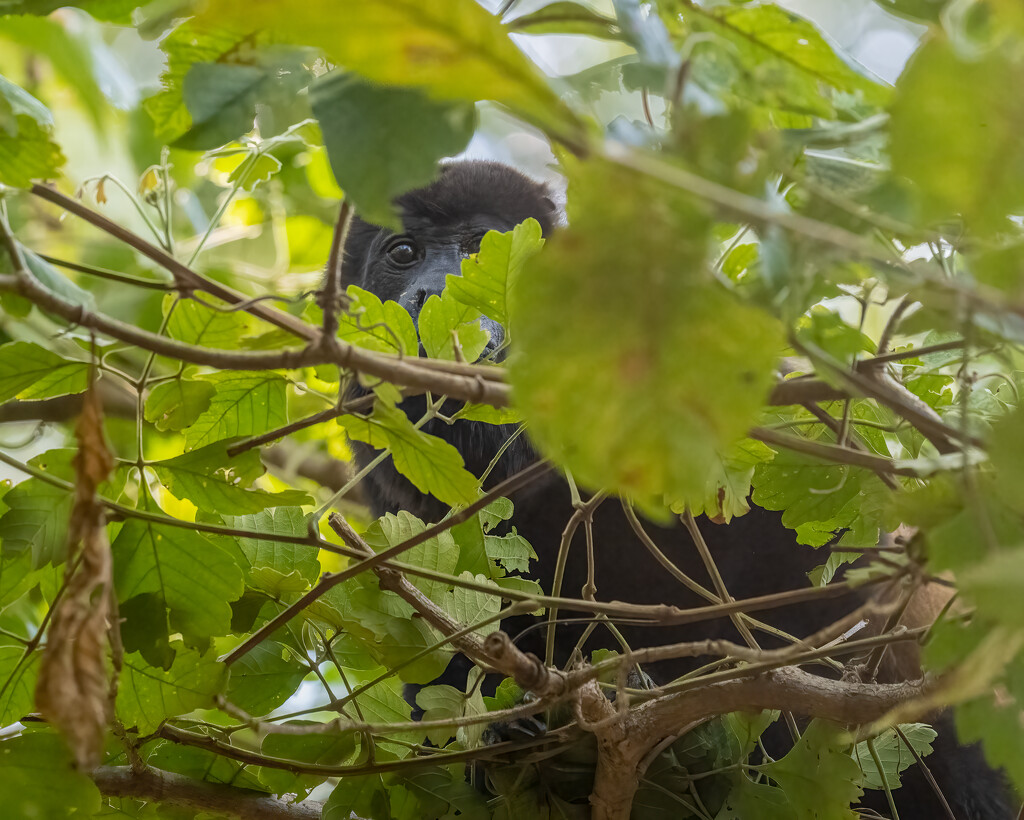 Howler Peaking through the trees by nicoleweg