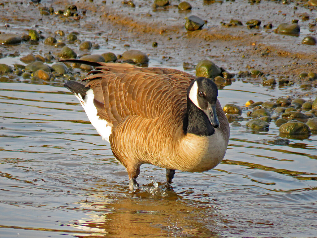 Canada Goose by kathyo