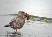 5th Feb 2022 - Gull with a prize!