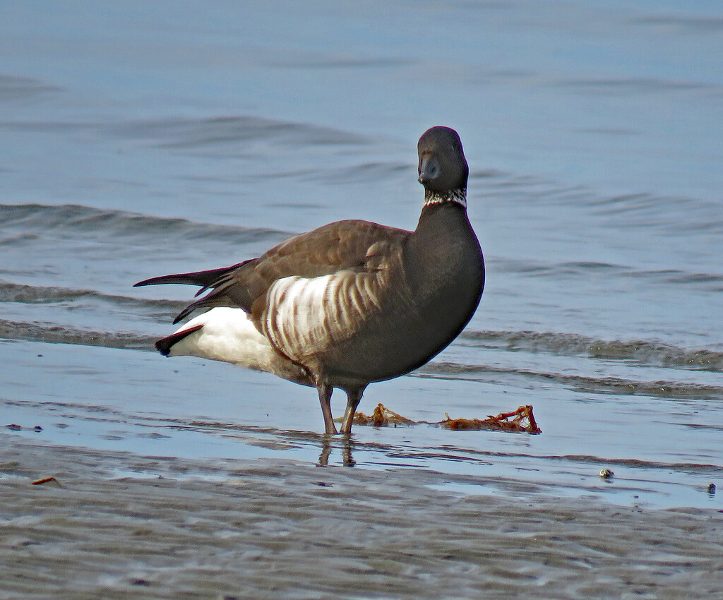 Brant Goose by kathyo