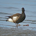 Brant Goose by kathyo