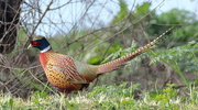 5th Feb 2022 - Ring-Necked Pheasant