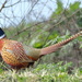 Ring-Necked Pheasant by markandlinda