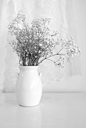 5th Feb 2022 - the white vase