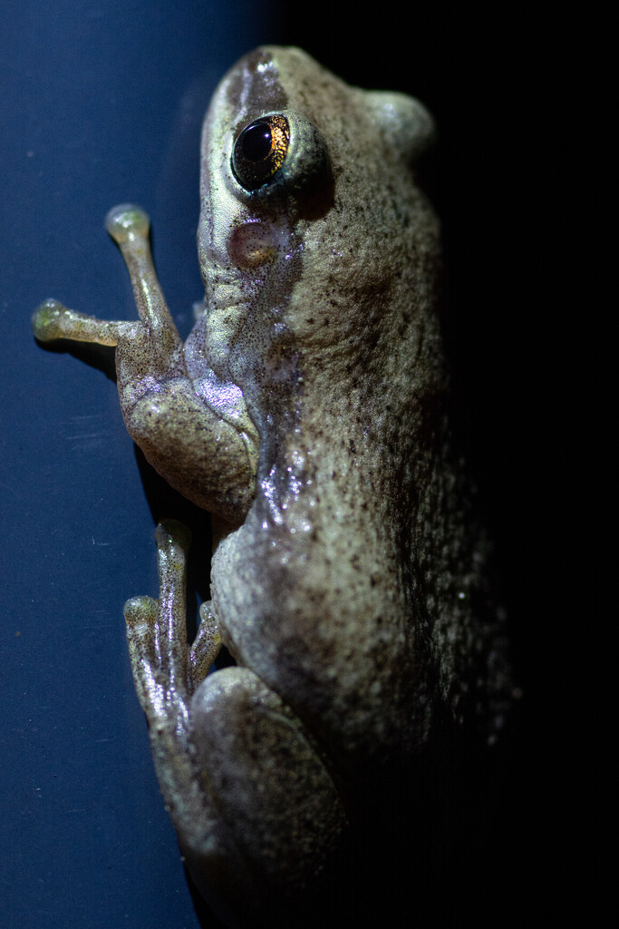 Desert tree frog by spanner