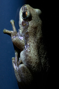 6th Feb 2022 - Desert tree frog