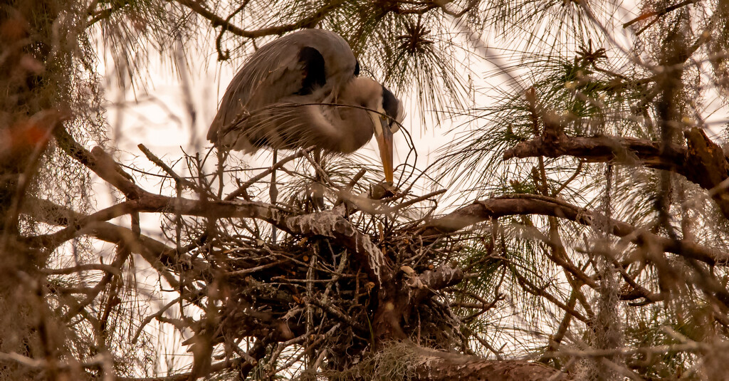 The Blue Heron, Still Straightening the Nest! by rickster549