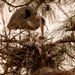 The Blue Heron, Still Straightening the Nest! by rickster549