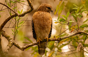 5th Feb 2022 - Red Shouldered Hawk, Checking Things Out!