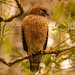 Red Shouldered Hawk, Checking Things Out! by rickster549