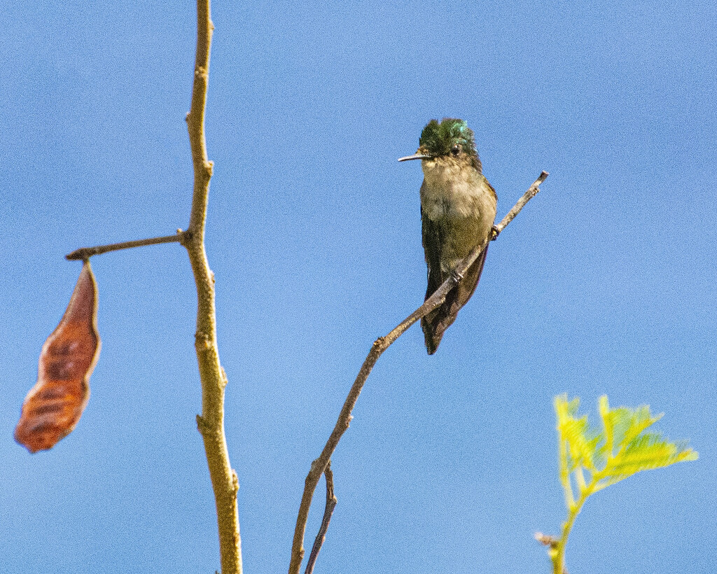 Antillean Crested Hummingbird. by cwbill