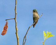 4th Feb 2022 - Antillean Crested Hummingbird.