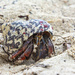 Hermit Crab by cwbill