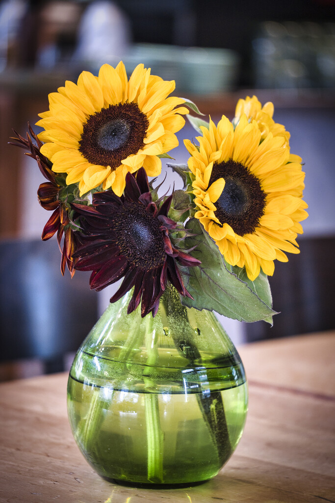 Sunflowers by dkbarnett