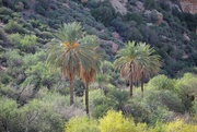 7th Feb 2022 - Palm trees in the desert
