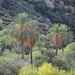 Palm trees in the desert by blueberry1222