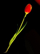 6th Feb 2022 - I am tulip