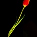 I am tulip by rensala