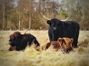 6th Feb 2022 - Highland Cattle in the Lowland South