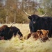 Highland Cattle in the Lowland South by 30pics4jackiesdiamond