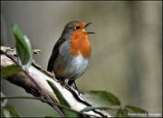 6th Feb 2022 - Cycle track robin