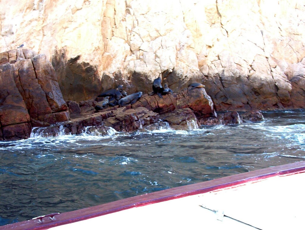We got pretty close to the sea lions by bruni