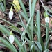 Snowdrops Flowers by cataylor41