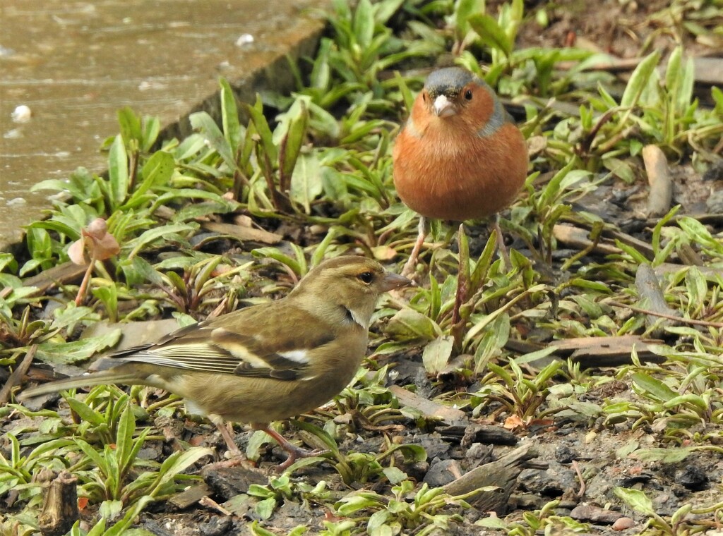  Mr and Mrs Chaffinch  by susiemc
