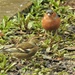  Mr and Mrs Chaffinch  by susiemc