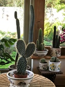 6th Feb 2022 -  My New Cactus (in the foreground)......