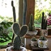  My New Cactus (in the foreground)...... by susiemc