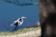 5th Feb 2022 - Feb 5 Blue Heron taking off IMG_5233