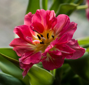 6th Feb 2022 - Frilly tulip