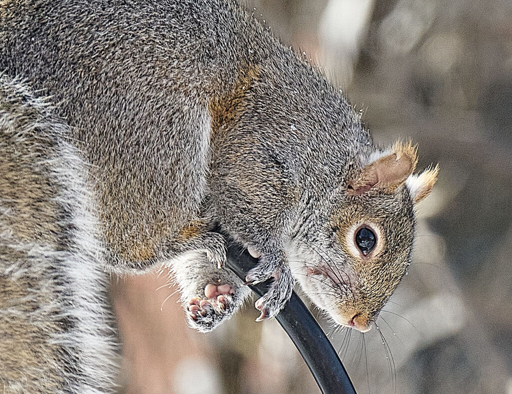 Squirrel Hands by gardencat