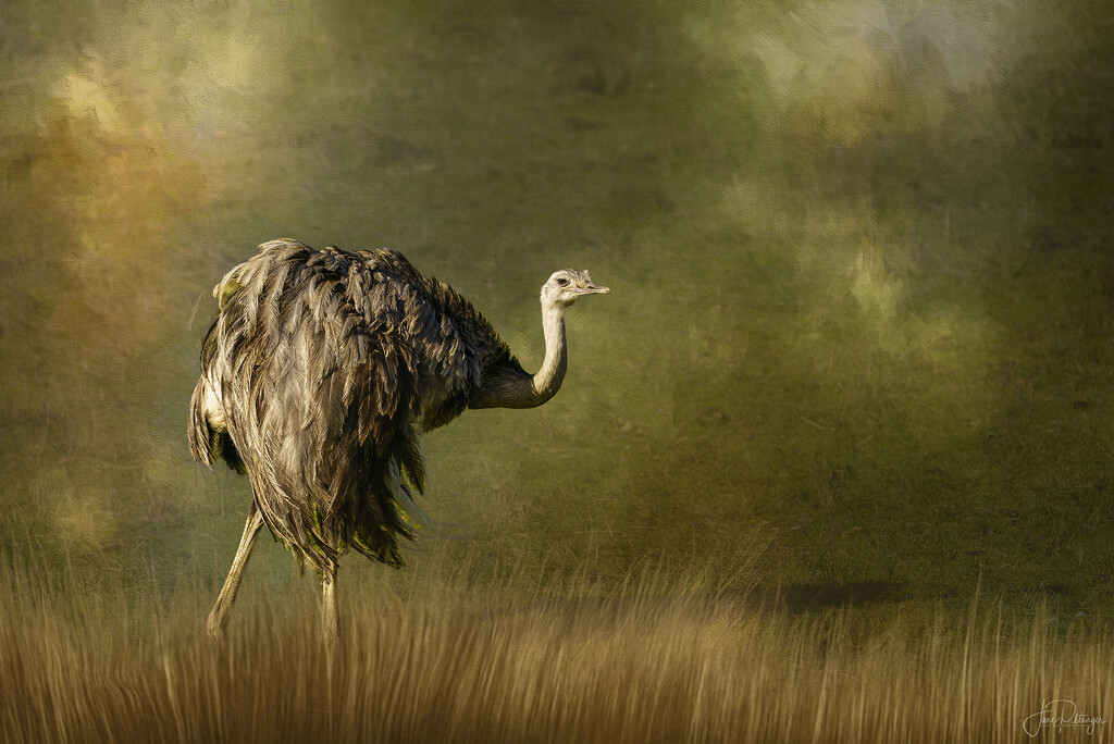 Ostrich for New Background by jgpittenger