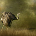 Ostrich for New Background by jgpittenger