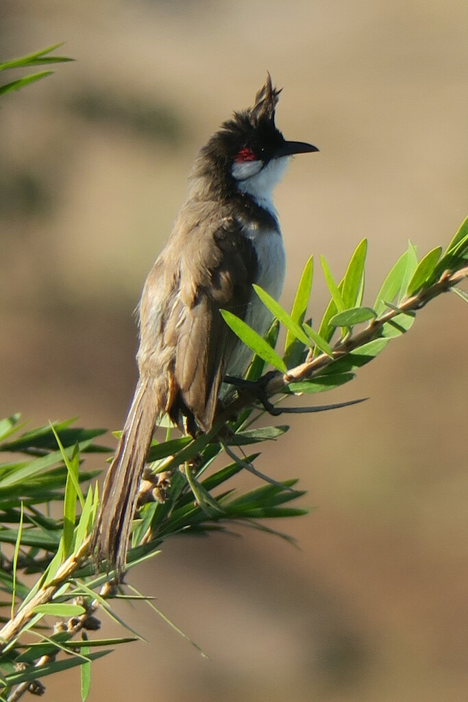 Red Whiskered Bulbul by amrita21