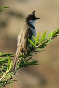 4th Feb 2022 - Red Whiskered Bulbul