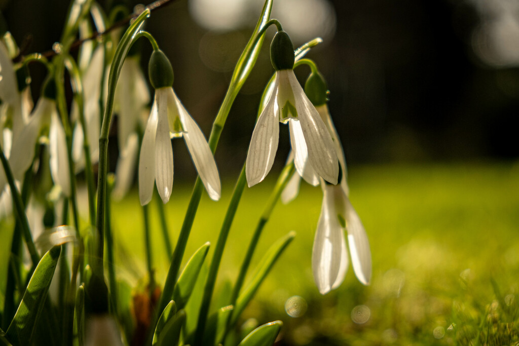 Snow Drops by 365nick