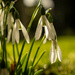 Snow Drops by 365nick