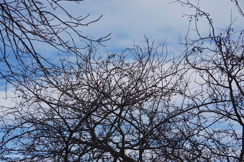 Crab apple half way through winter by larrysphotos