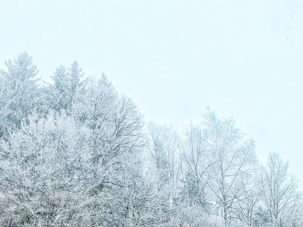 Snowy top of the trees.  by cocobella