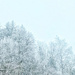 Snowy top of the trees.  by cocobella